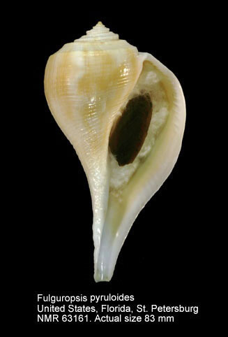 Fulguropsis pyruloides.jpg - Fulguropsis pyruloides(Say,1822)